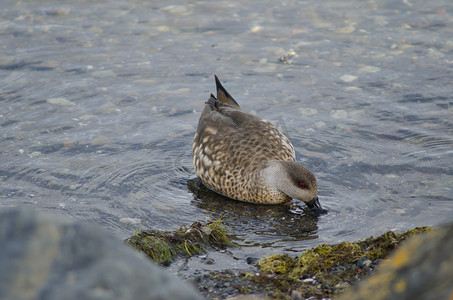 纳塔莱斯港海岸的巴塔哥尼亚凤头鸭。