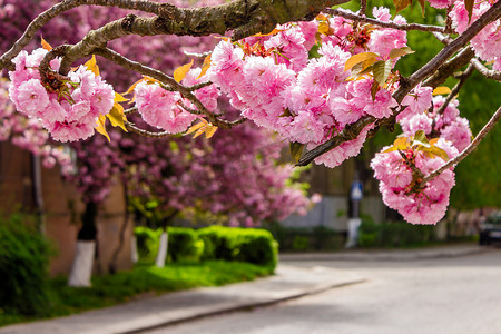 街道上盛开的粉色樱花
