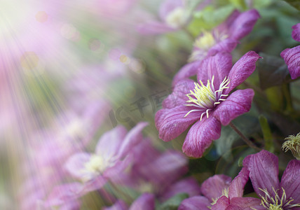 阳光下的花朵