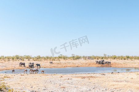 大捻角羚群和大象喝水