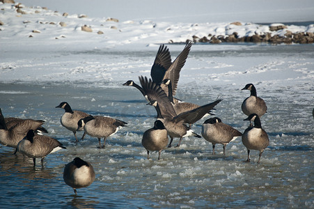 加拿大鹅 (Branta canadensis) 在冬天结冰的池塘上。