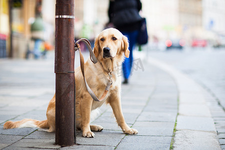 差事摄影照片_可爱的狗在城市街道上耐心地等待他的主人