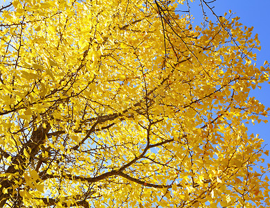 银杏叶摄影照片_黄色的银杏树与清澈的蓝天