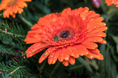 橙色非洲菊（菊科）上的雨滴