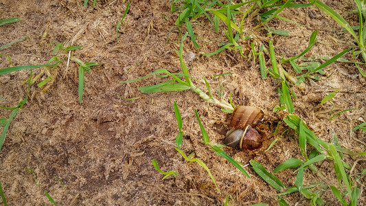 草地上有破壳的死棕色蜗牛
