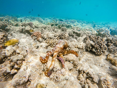 珊瑚礁上的礁石章鱼 (Octopus cyanea)