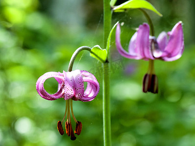 花林 百合 百合 martagon