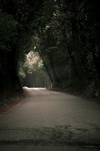 穆迪朦胧的道路在森林里。