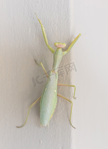 绿色菱形摄影照片_墙上的绿色螳螂 (Mantis religiosa)