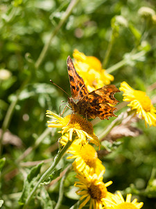 album摄影照片_Comma Butterfly (Polygonia c-album) 花头、眼睛外