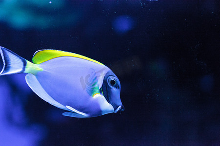 粉蓝塘鱼 Acanthurus leucosternon