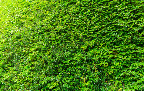 绿色常春藤植物墙