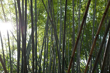森林中的青竹
