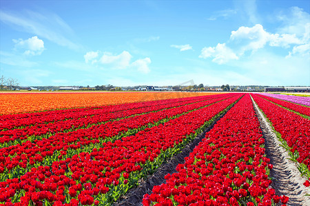 盛开的花摄影照片_荷兰荷兰风景中盛开的郁金香田