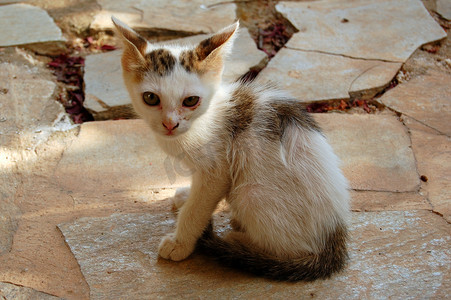 流浪猫摄影照片_流浪猫