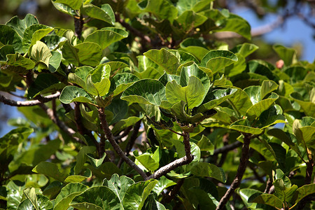 华卡树 (Ficus vasta)