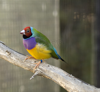 紫绿澳雀Gouldian红头雄鸟