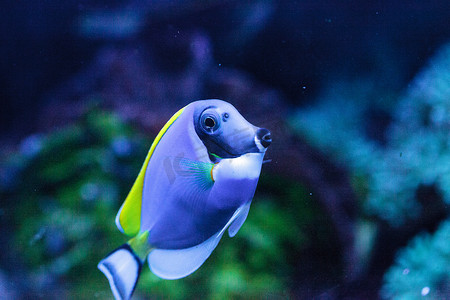 粉蓝塘鱼 Acanthurus leucosternon