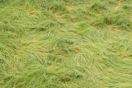 绿色的长草被强风吹得乱七八糟。