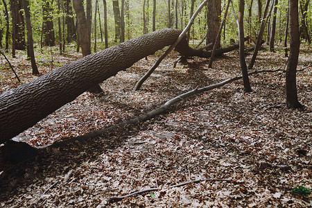 死掉的树干在森林里