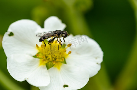 夏天昆虫摄影照片_昆虫给花授粉