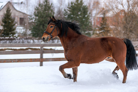 冬天在雪地上赛棕色美丽的马