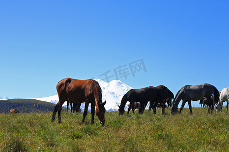 夏秋摄影照片_夏秋高加索草甸上的马