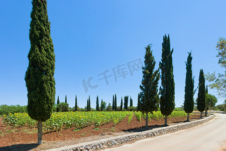耕地面积摄影照片_圣切萨雷亚泰尔梅，普利亚 - 在 h 之前的字段上的向日葵