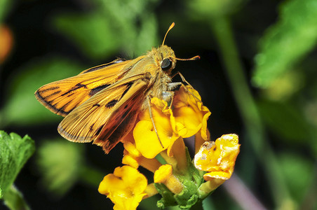 加利福尼亚州卡马里奥的 Fiery Skipper 蛾 (Hylephila phyleus)