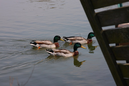三只鸭子游泳