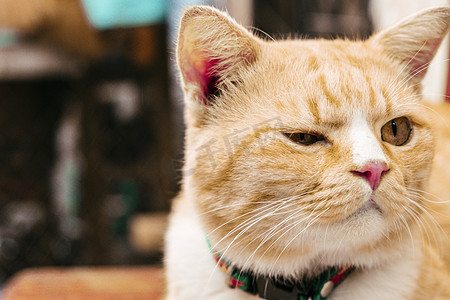 可爱的红姜肖像猫，可爱的动物宠物特写脸