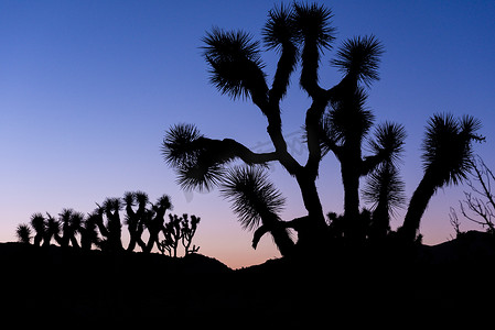 约书亚树 (Yucca brevifolia) 在 Stubbe S 附近黄昏时分现出轮廓