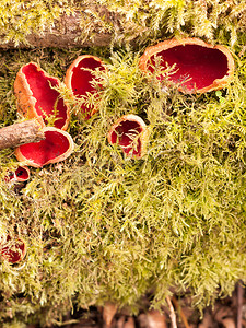 苔藓真菌上猩红精灵杯形蘑菇的特写