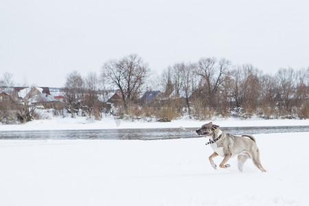狗在雪地里玩耍