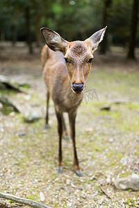 奈良公园和一只鹿
