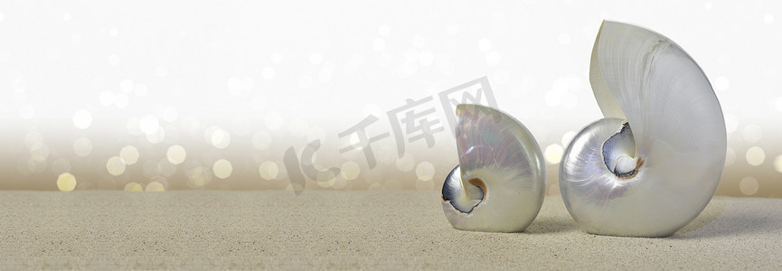 鹦鹉螺壳