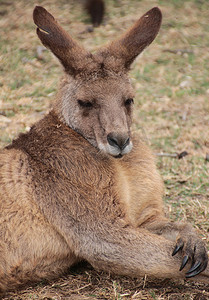 大型雄性澳大利亚袋鼠