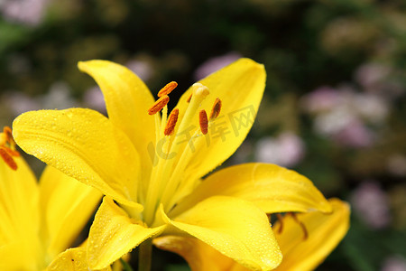 黄色百合花茎上的花蕾