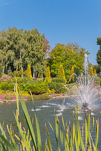 绿黄摄影照片_池塘喷泉背景下绿黄相间的公园里优美的树木