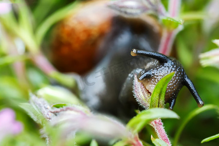 段塞摄影照片_小花园蜗牛