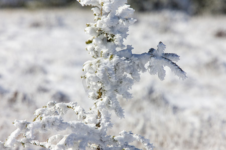 赛普拉斯山第一场降雪