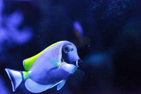 粉蓝塘鱼 Acanthurus leucosternon