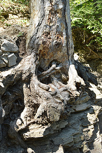 老树发芽摄影照片_他是一棵老树的树干，根在石头里发芽