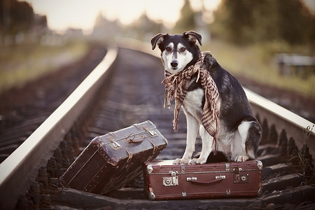 带着手提箱在铁轨上的狗。