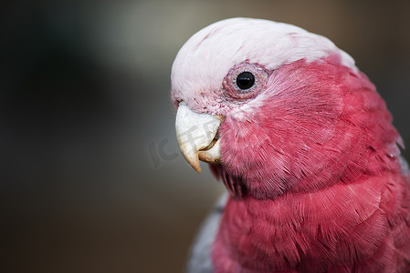 大粉红色和灰色 Galah。