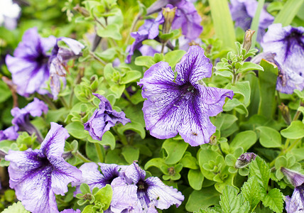 精美花卉花卉摄影照片_阳光明媚的日子里，紫色的矮牵牛花设计精美