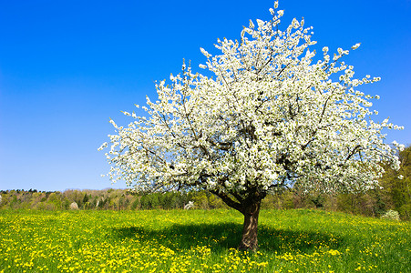 春天的苹果树