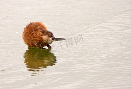萨斯喀彻温省湖冰上的麝香鼠