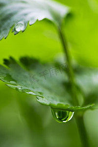 花园中式摄影照片_有水滴的芫荽叶