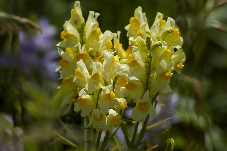 金鱼草或金鱼草黄色花在沼泽地、中央巴尔干山、Stara Planina 开花